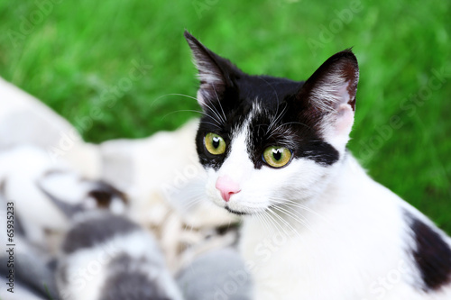 Cute mother cat and little kittens, outdoors