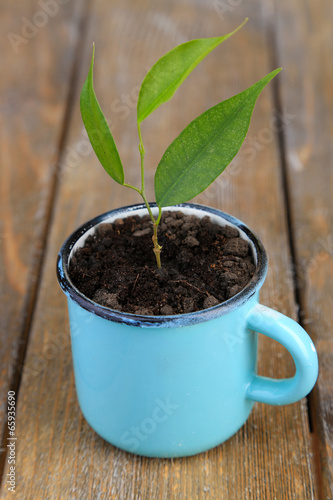 Young plant in mug on color wooden background