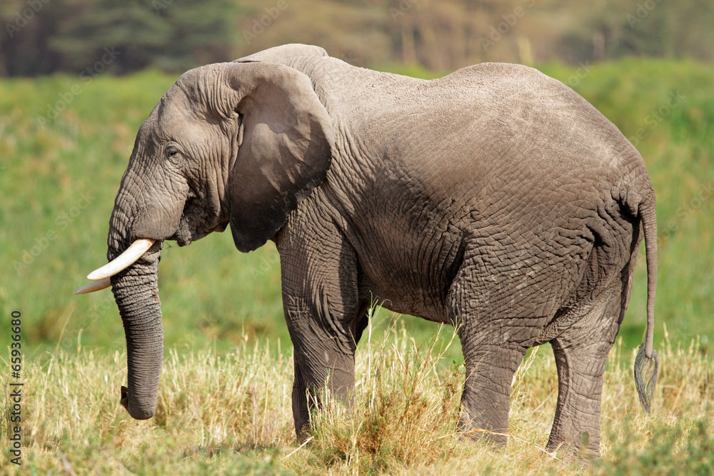 Obraz premium African elephant, Amboseli National Park