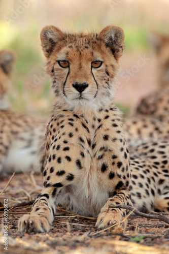Alert cheetah, Kalahari desert