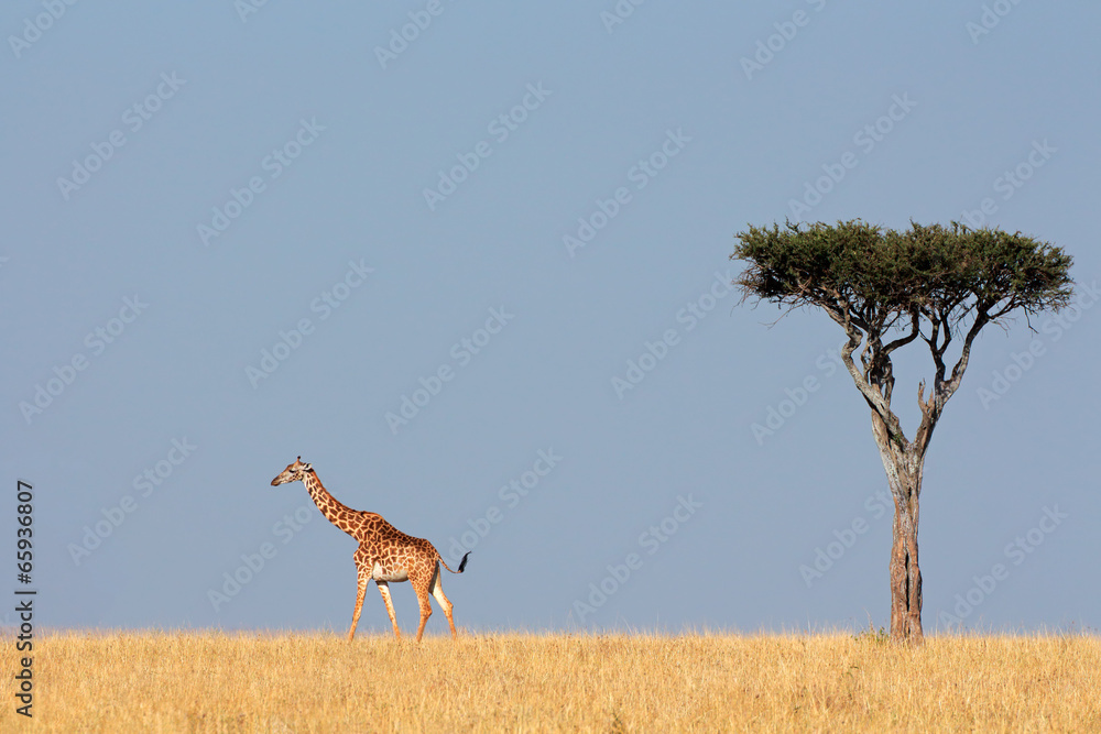 Obraz premium Masai giraffe and tree, Masai Mara