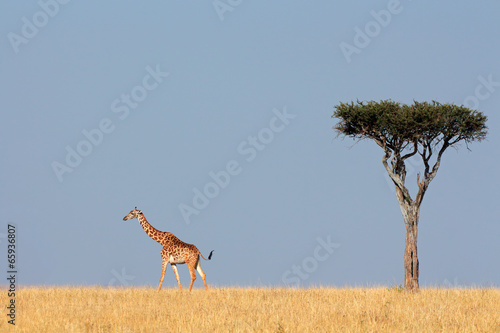 Masai giraffe and tree, Masai Mara