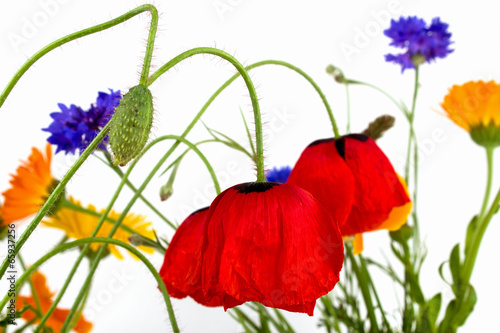 Fototapeta Naklejka Na Ścianę i Meble -  Wildblumen