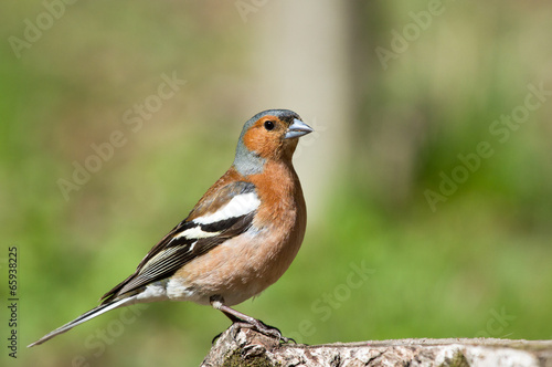 Common Chaffinch on stump © Vitaly Ilyasov