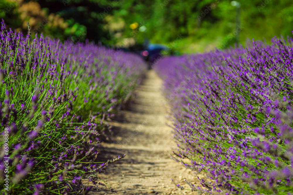 Obraz premium Provence - lavender field in the Gordes ,France