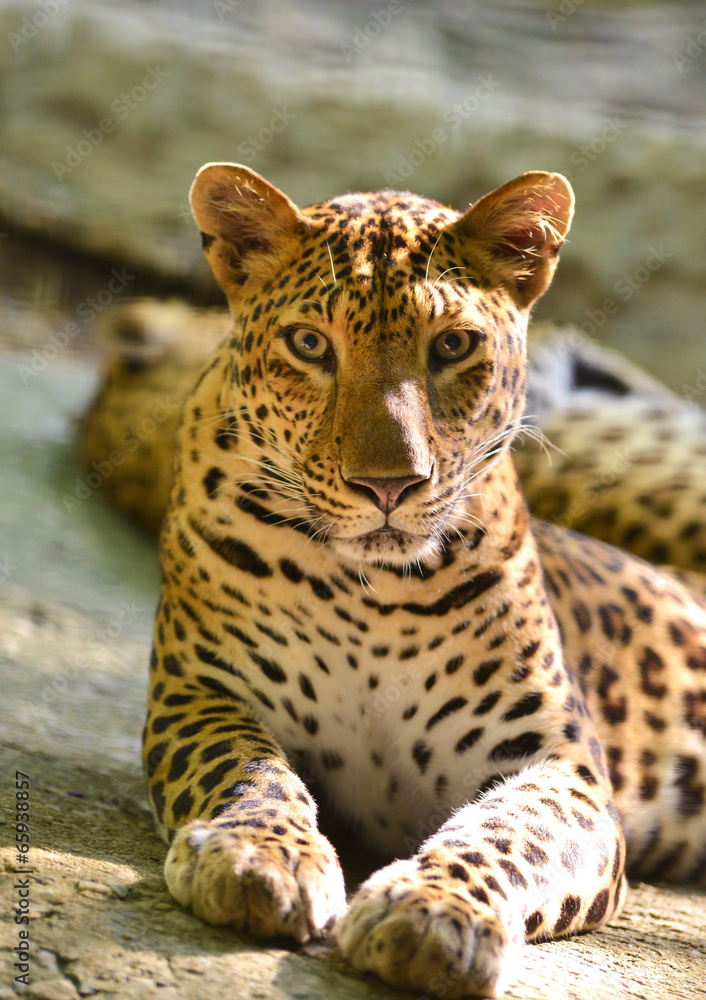 Fototapeta premium leopard