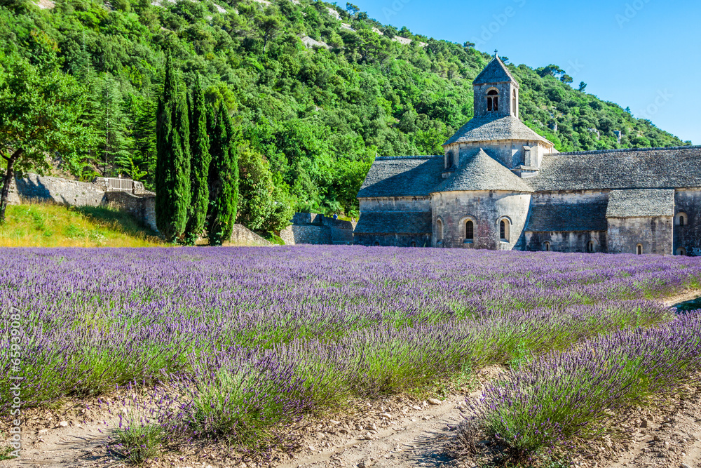 Lavender in front of the abbaye de Senanque in Provence