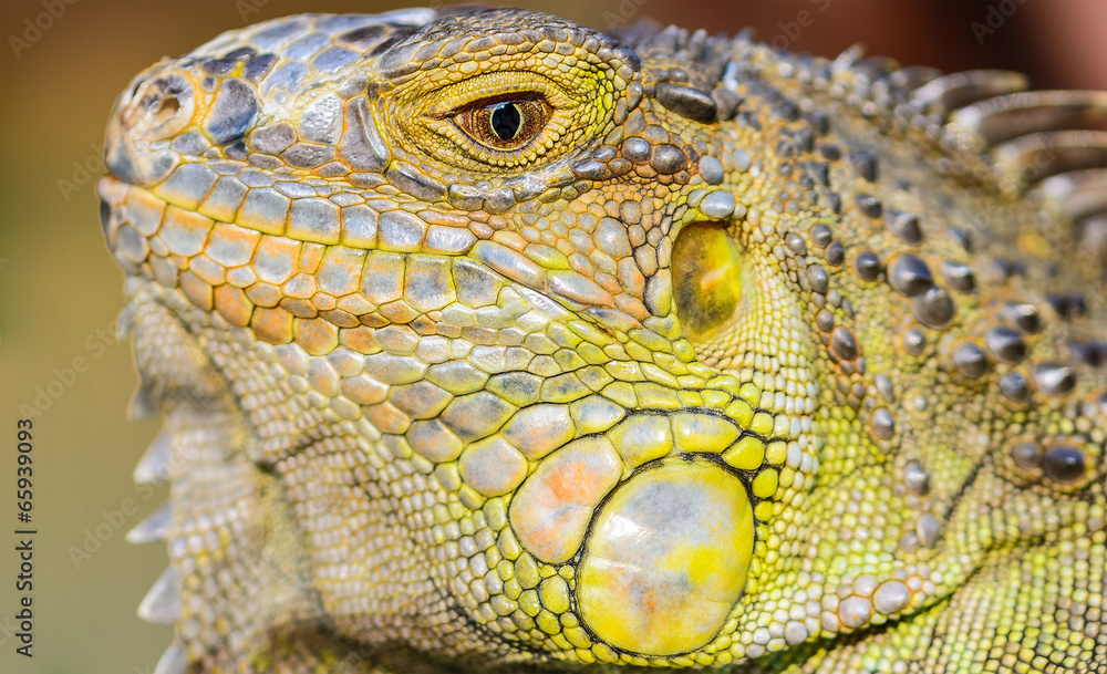 close-up green Iguana reptile animal background blur