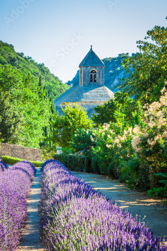 Obraz na płótnie Lavender in front of the abbaye de Senanque in Provence w salonie