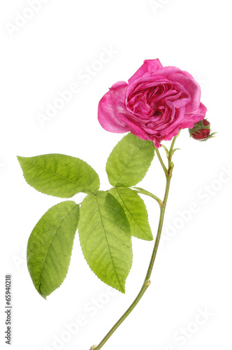 Magenta rose