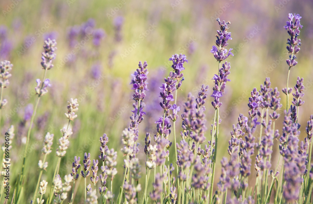 Purple lavender flowers at soft background
