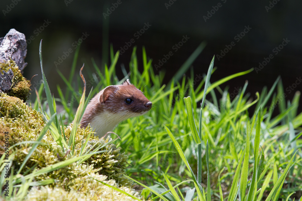 Stoat