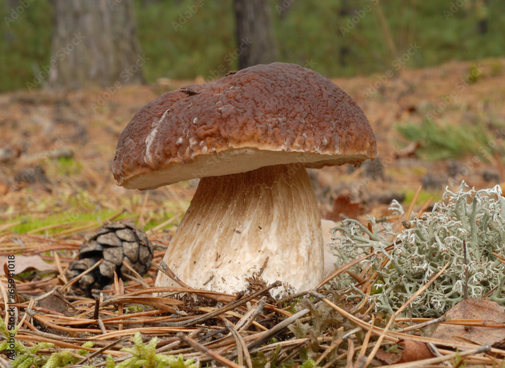 Penny bun fungus (Boletus edulis) growing in the forest. Penny bun fungus (Boletus edulis) growing in the forest.
