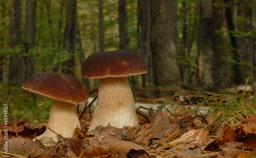 Penny bun fungus (Boletus edulis) growing in the forest.