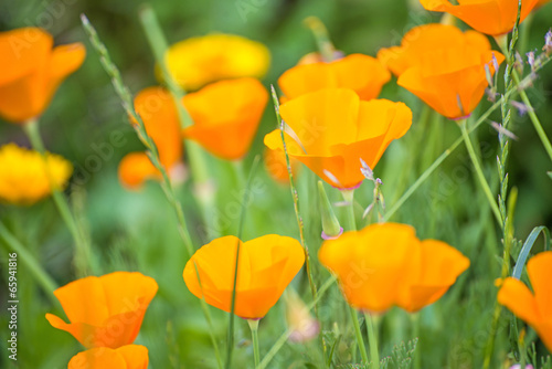 Fototapeta Naklejka Na Ścianę i Meble -  Kalifornischer Mohn