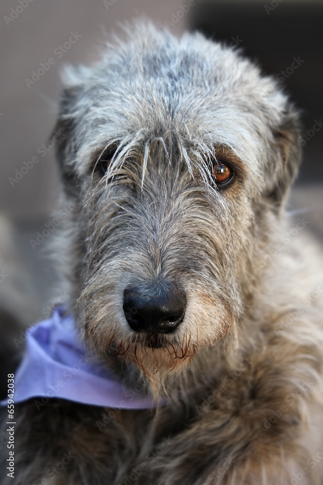 Fototapeta premium Irish Wolfhound portrait