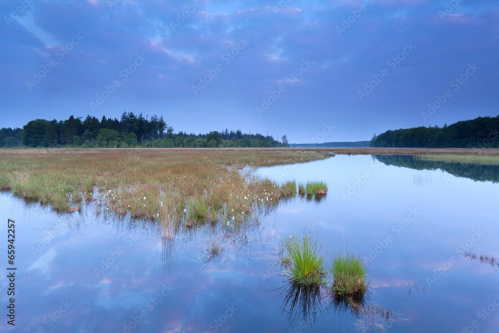 wild swamp in forest at dusk