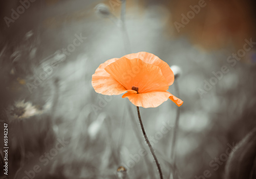 Fototapeta Naklejka Na Ścianę i Meble -  poppy flower on a wind