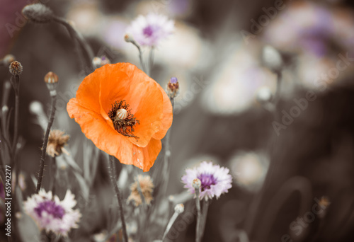 Fototapeta Naklejka Na Ścianę i Meble -  red garden poppy