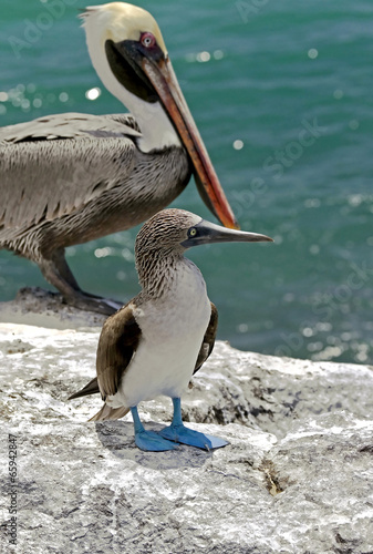 Blue-footed booby