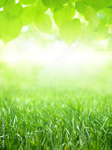 Green grass and leaves