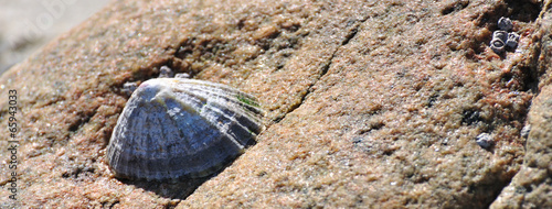 Fotografia Bernique collée sur un rocher à marée basse