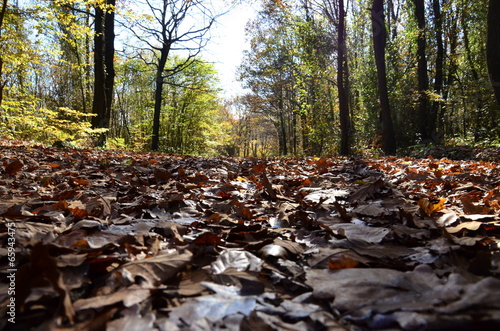 Autumn Colors