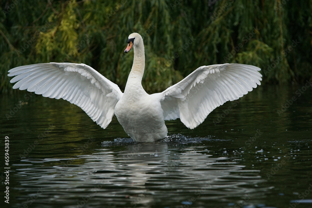 Obraz premium Mute Swan, Cygnus olor