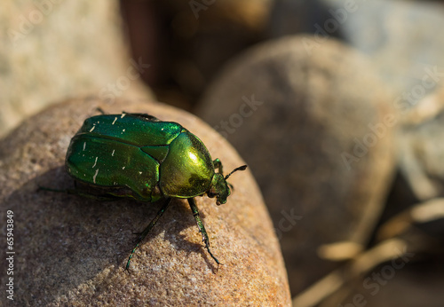 Protaetia aeruginosa beetle photo