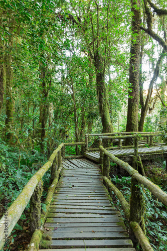 Wooden walkway in rain forest  Doi Inthanon national park  Chian