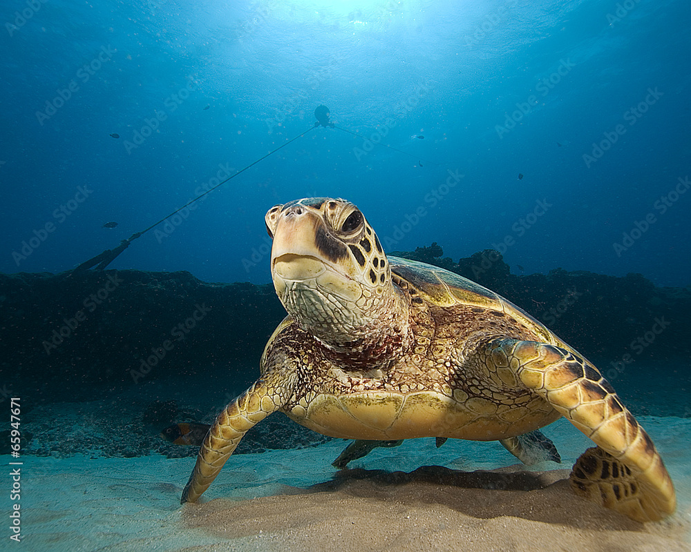Obraz premium Turtle