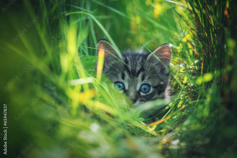 Obraz premium kitten