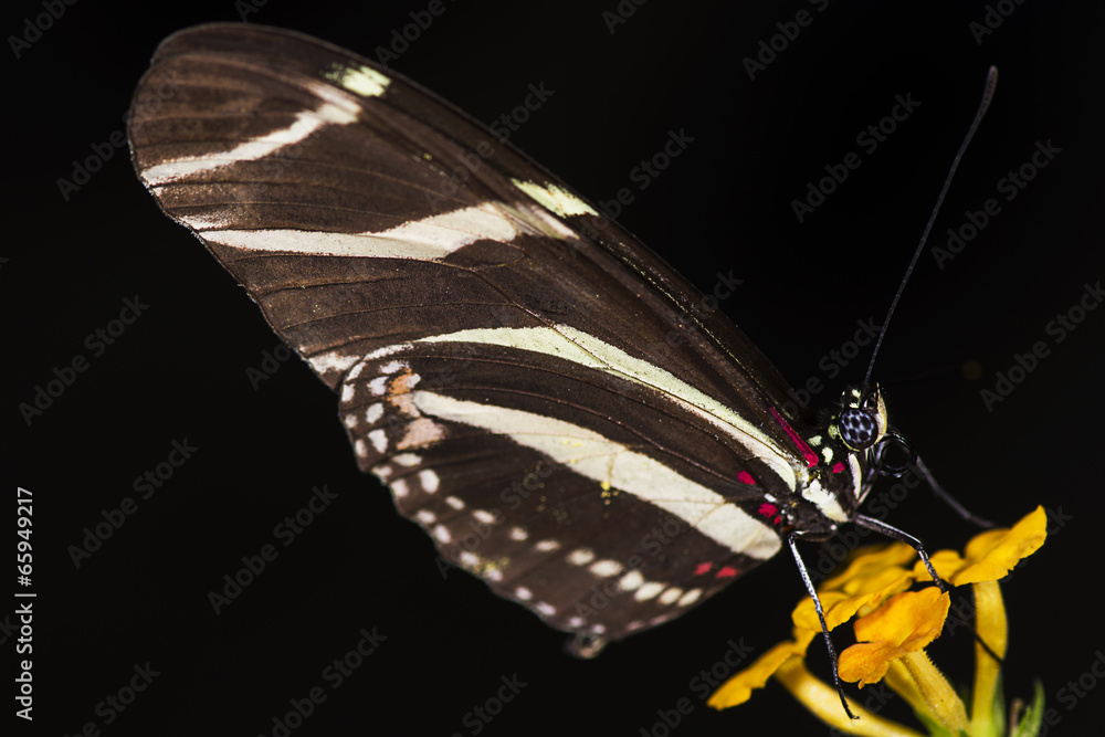 Obraz premium Zebra Longwing