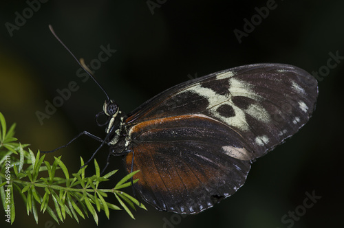 Tiger Longwing photo