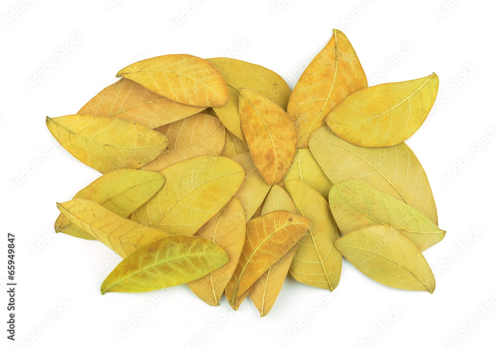 Fototapeta premium Yellow leaves Isolated on white.