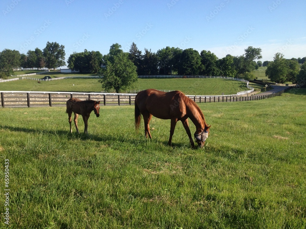 Naklejka premium Horse with her foal 