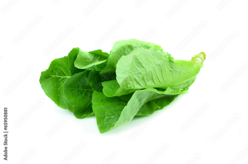 Cos Lettuce on White Background Cos Lettuce on White Background