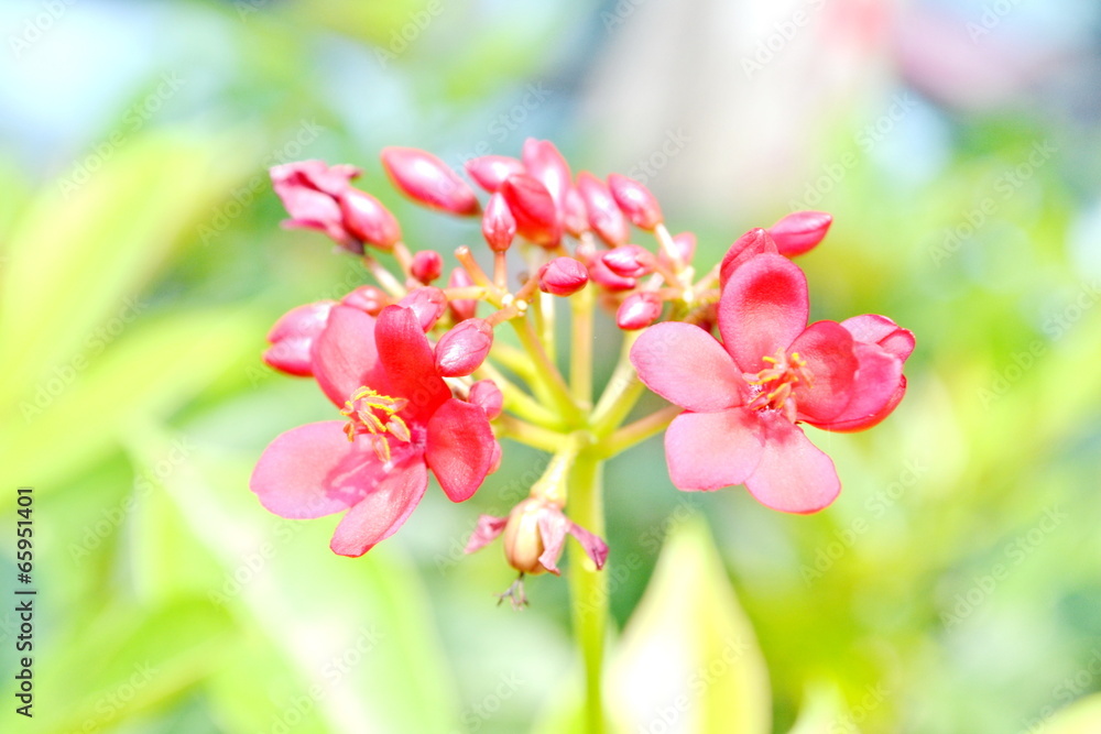 Peregrina, Spicy jatropha on green leaf Peregrina, Spicy jatropha on green leaf