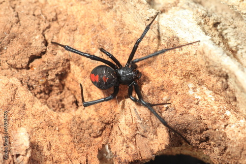 Red-back widow spider (Latrodectus hasseltii) in Japan