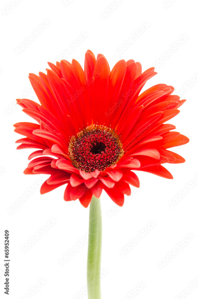 Gerbera