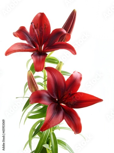 red lily isolated photo
