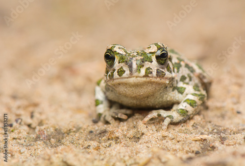 Toad - Bufotes viridis © Gucio_55