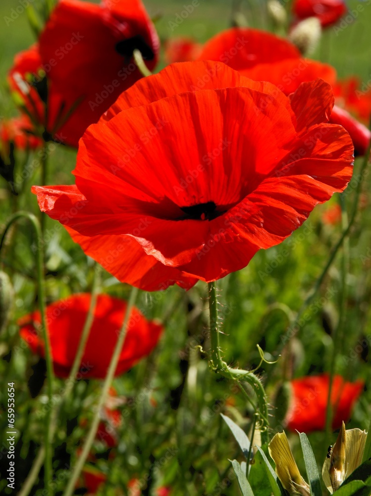 Obraz premium red poppy field