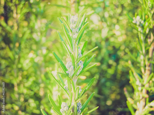 Retro look Rosemary