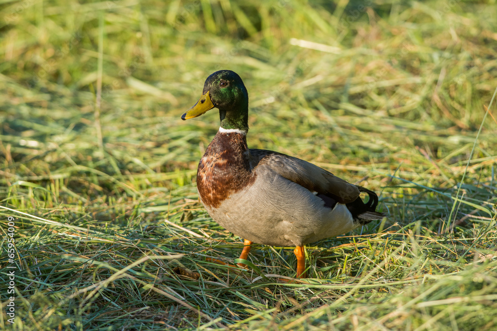 Canard Colvert Canard Colvert