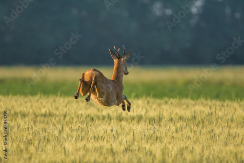 Brocard qui saute dans les champs