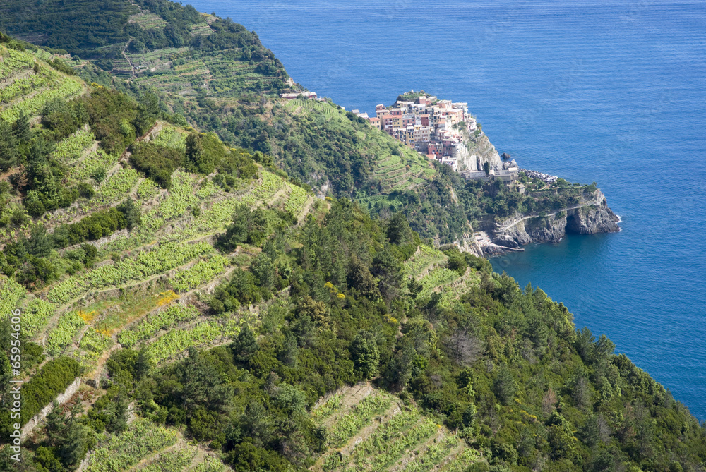 Vines and hills at National Park of Cinque Terre, Italy