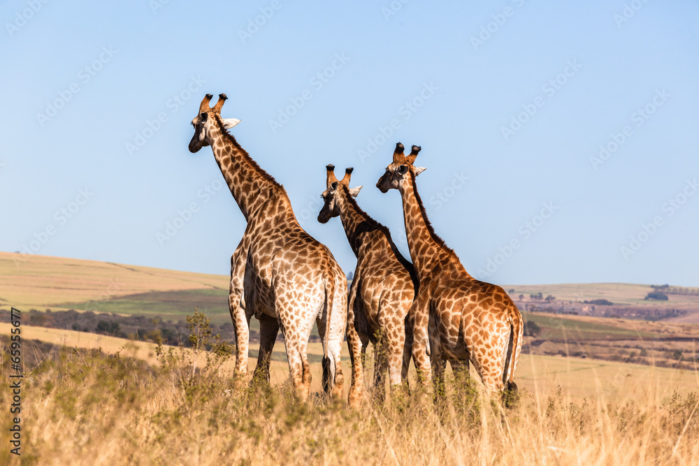 Obraz premium Giraffes Three Affections Touching Wildlife Animals