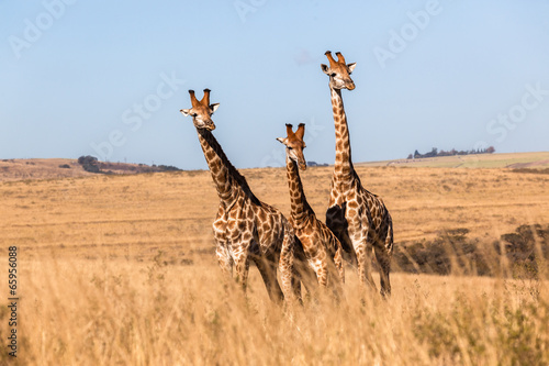 Three Giraffes Together Wildlife Animals