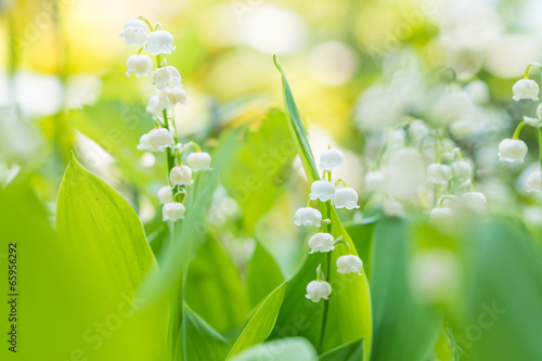 Lily of the valley